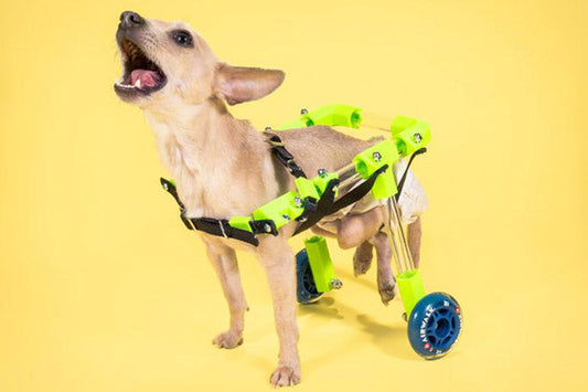 Impressão 3D para o Seu Animal de Estimação
