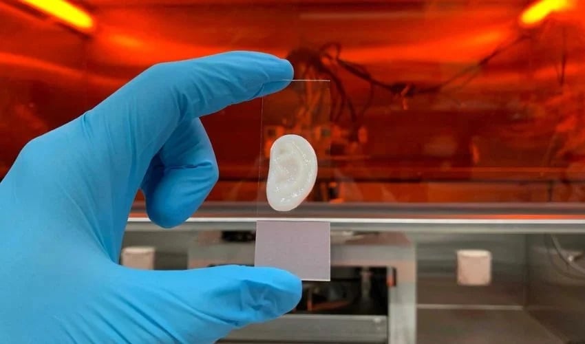 Bioimpressão 3D: cartilagem de ouvido criada com células humanas